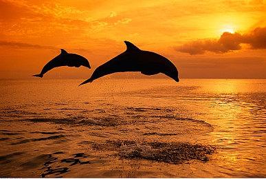 4个月增加300万《极限竞速：地平线5》玩家数突破3700万